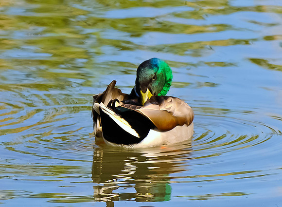 Mallard