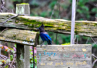 Steller's Jay