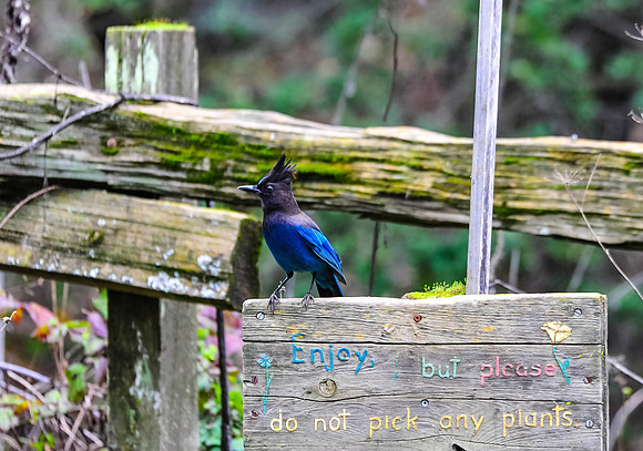 Steller's Jay