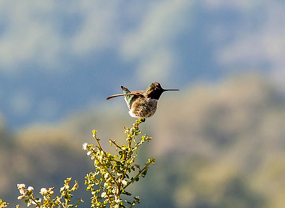 Rufous Hummingbird