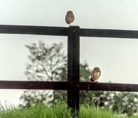 Burrowing Owl Brazil