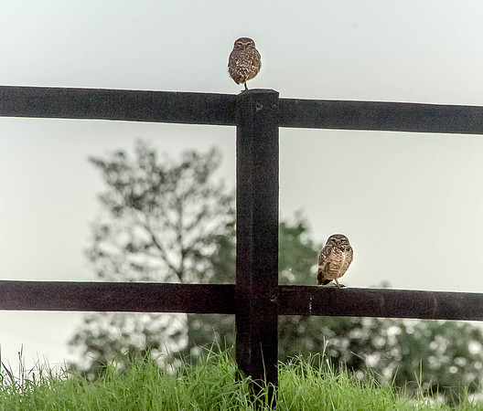 Burrowing Owl Brazil