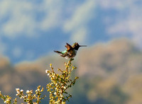 Rancho San Antonio