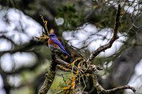 Western Bluebird