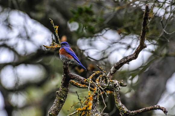 Western Bluebird