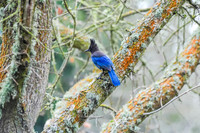 Steller's Jay