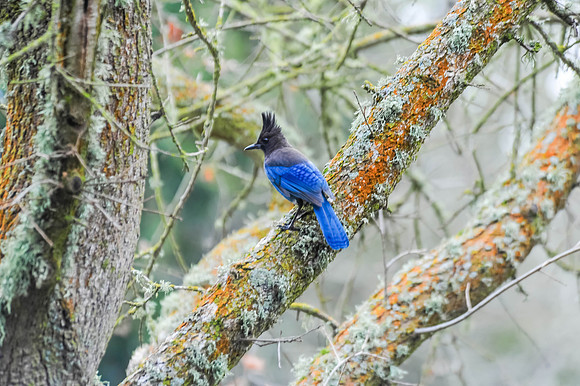 Steller's Jay