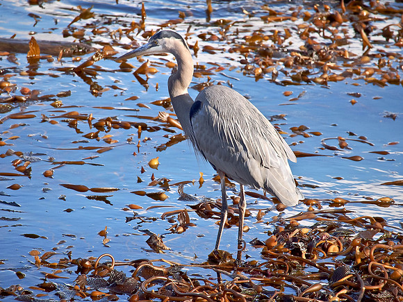 Blue Heron