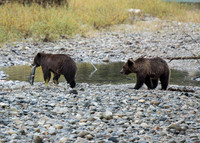 Grizzly Bears