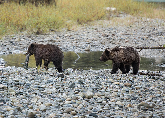 Grizzly Bears