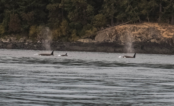 Dolphin Pod