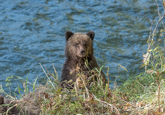 Grizzly Cub