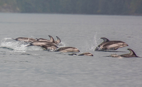 Dolphin Pod