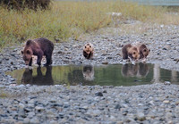 Grizzly Cubs and Mom