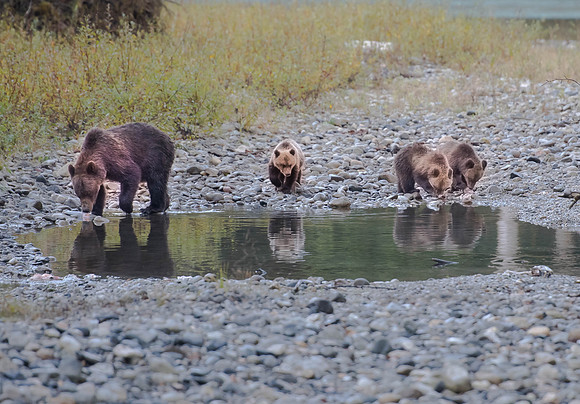 Grizzly Cubs and Mom