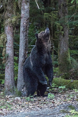 8 ft Grizzly
