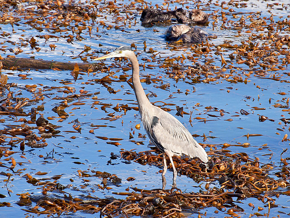 Blue Heron @ Pt Lobos