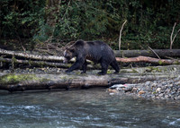 Grizzly Bear