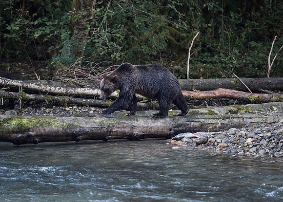 Grizzly Bear