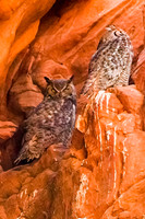 Owl Cyn/Horned Owls