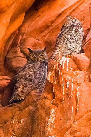 Owl Cyn/Horned Owls