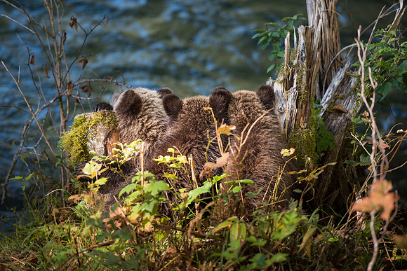 Grizzly Cubs
