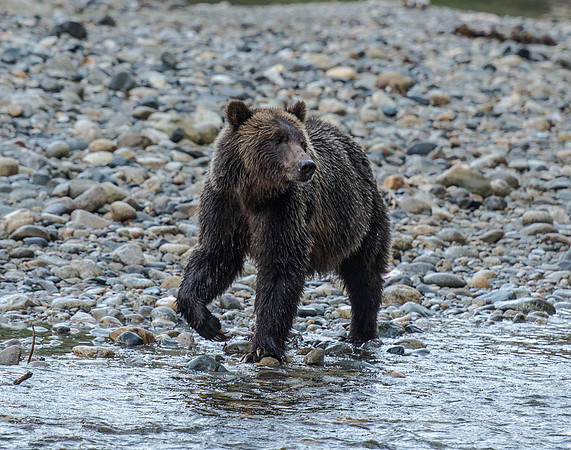 Grizzly Bear