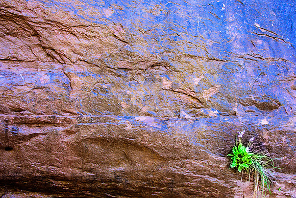 Shooting Star Wildflower