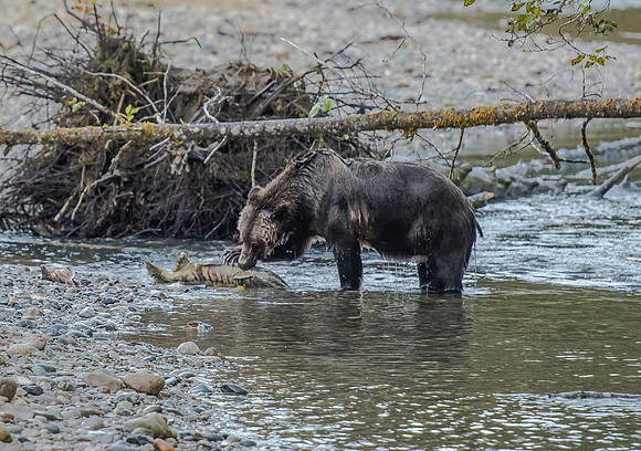 Grizzly Bear
