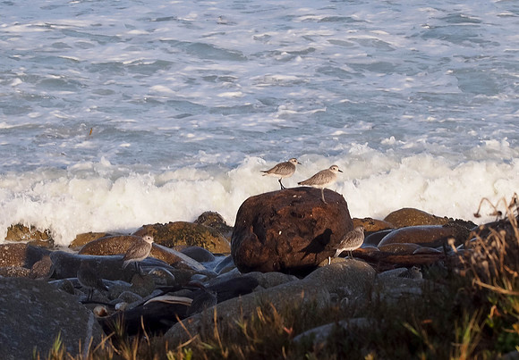 Pebble Beach