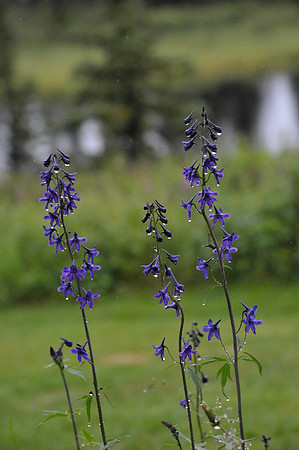 Larkspur