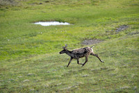 Caribou