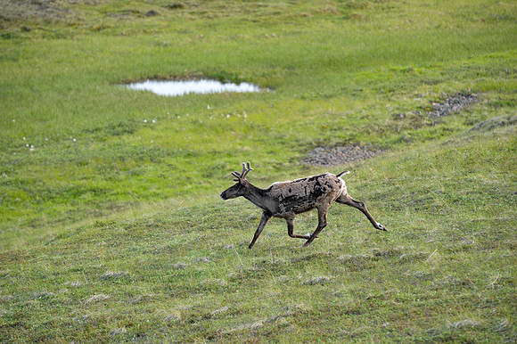 Caribou