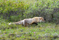 Red Fox