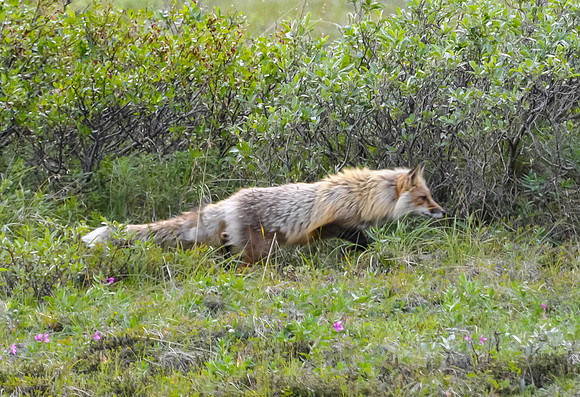 Red Fox