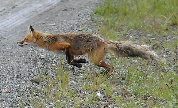 The Chase Begins