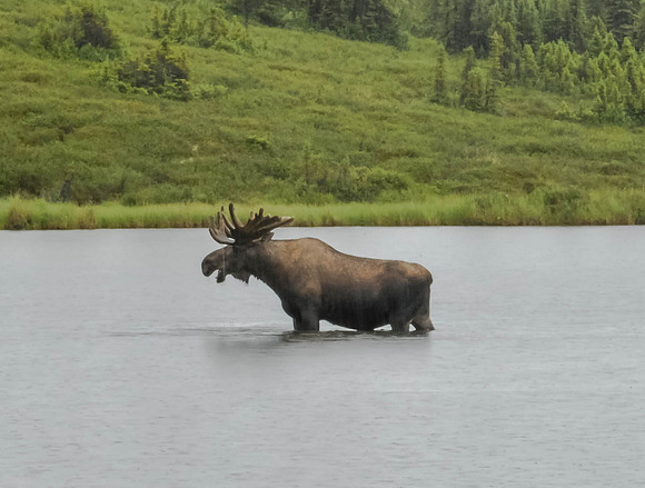 Bull Moose