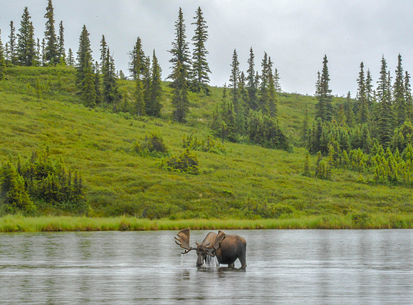 Bull Moose