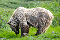 Grizzly