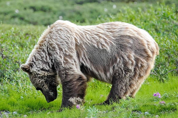 Grizzly