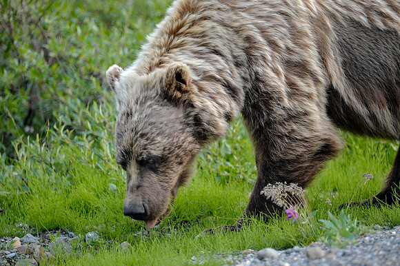 Grizzly