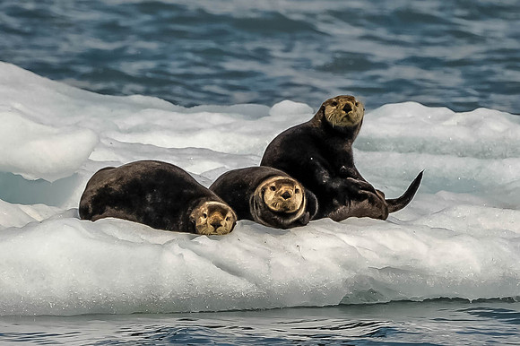 Sea Seals