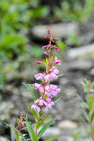Wildflower