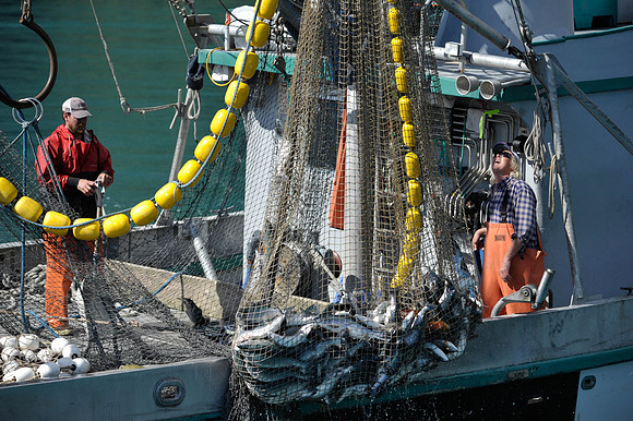 Salmon Catch