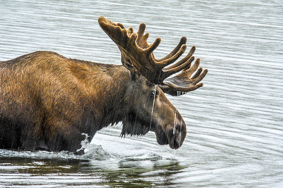 Bull Moose