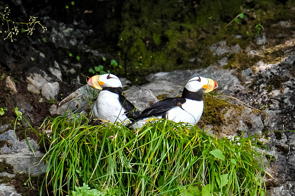 Puffins