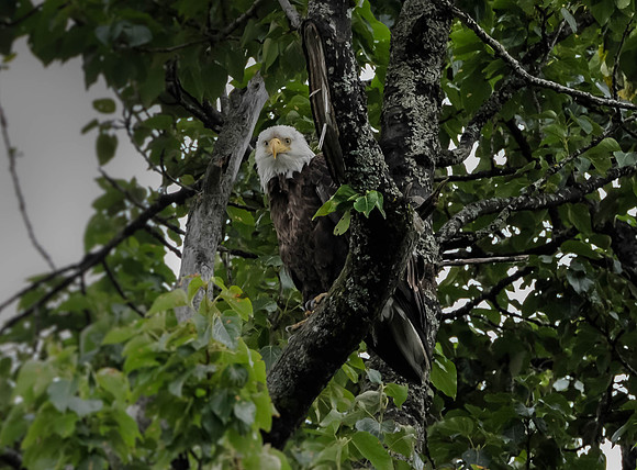 American Eagle