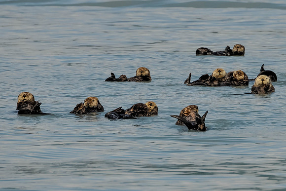 Raft of Otters