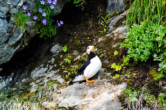 Puffin