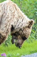 Grizzly